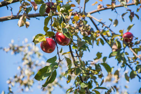 The Importance of Fruit Trees for Soliferme