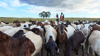 Eid Sheep